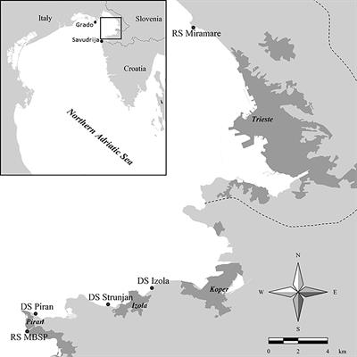 Where and how - new insight for brown algal <mark class="highlighted">forest restoration</mark> in the Adriatic